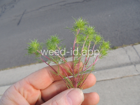 navarretia, needle-leaf